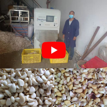 Garlic Color Sorter in Customer