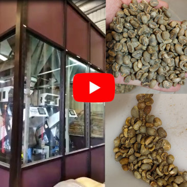 Coffee Bean Color Sorter in East Timor