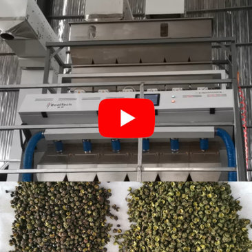 Q6 Pepper Color Sorter in Customer