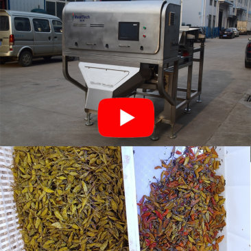 BL60W Pickled Chillis Color Sorter in Customer