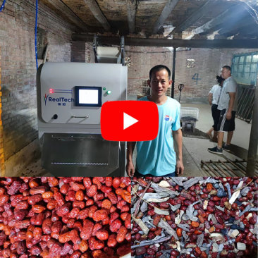 Red Dates Color Sorting Machine in Customer