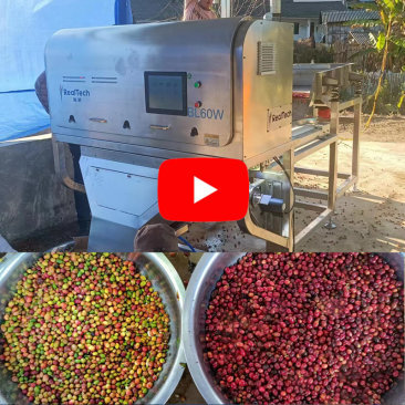 BL60W Cherry Coffee Bean Color Sorter Machine